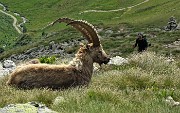 06 In compagnia degli stambecchi